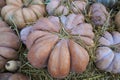A collection of pumpkins and squash of different types and colors. Autumn harvest. Royalty Free Stock Photo