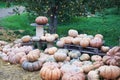 A collection of pumpkins and squash of different types and colors. Royalty Free Stock Photo