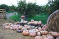 A collection of pumpkins and squash of different types and colors. Royalty Free Stock Photo