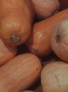 A collection of pumpkins or squash with an elongated shape and a smooth, light orange surface. Royalty Free Stock Photo
