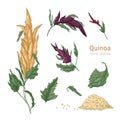 Collection of quinoa flowering plants or inflorescences, leaves and seeds hand drawn on white background. Collection of