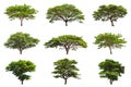 Collection of Rain trees (Samanea saman)