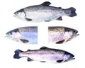 Collection of Rainbow trout (Oncorhynchus mykiss) females Royalty Free Stock Photo