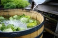 collection of rainwater in a barrel with a lid Royalty Free Stock Photo