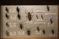 Collection of rare beetles from different countries at Expo Center