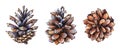 Collection of realistic watercolor illustrations of the pine cones on white background