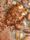 A collection of red ants on a floor Royalty Free Stock Photo