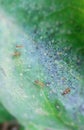 a collection of red ants playing on a green leaf