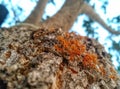 a collection of red ants walking on a tree.