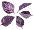 Collection of red basil herb leaves isolated on white background Royalty Free Stock Photo