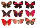 collection of red butterflies on a white background Royalty Free Stock Photo
