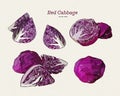 Collection of red cabbage, hand draw sketch vector