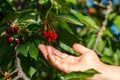 The collection of red cherries hand tear the berries from the branch Royalty Free Stock Photo