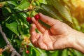 The collection of red cherries hand tear the berries from the branch