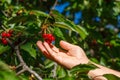 The collection of red cherries hand tear the berries from the branch