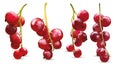 Collection red currant berry on white background. 3d realistic berries close up. Vector illustration.