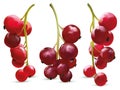 Collection red currant berry on white background. 3d realistic berries close up. Vector illustration.