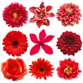 Collection red flowers head of cyclamen, clematis, dahlia, rose, daisy, lily, gerbera, chrysanthemum isolated on white background Royalty Free Stock Photo