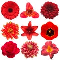 Collection red flowers head of tulip, dahlia, rose, daisy, lily, gerbera, chrysanthemum, hemerocallis, tigridia isolated on white Royalty Free Stock Photo