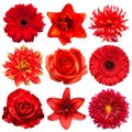 Collection red flowers head of tulip, dahlia, rose, daisy, lily, gerbera, chrysanthemum isolated on white background Royalty Free Stock Photo