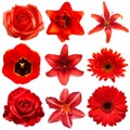 Collection red flowers head of tulip, dahlia, rose, daisy, lily, gerbera, chrysanthemum isolated on white background Royalty Free Stock Photo