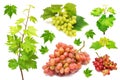 Collection of red and green grapes with leaves isolated on a white background Royalty Free Stock Photo