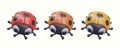 Collection with red, orange, and yellow ladybirds. Top view on ladybug cartoon character