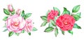 Collection of Red and pink roses with buds and green leaves Royalty Free Stock Photo