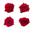 Collection of red rose isolated on white background, soft focus Royalty Free Stock Photo