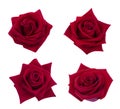 Collection of red rose isolated on white background, soft focus Royalty Free Stock Photo