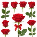 Collection of red roses isolated on white background Royalty Free Stock Photo