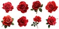 Collection of Red Roses, Isolated on White, Perfect for Romantic and Floral Themes