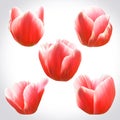 Collection of Red Tulips heads for design. Set of floral buds