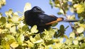 A beautiful red-winged starling black bird picking fruit off a tree.