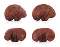 Collection with reishi or lingzhi Mushroom isolated on white background with clipping path