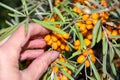 Collection of ripe and healthy sea buckthorn berries. Hand picking fresh ripe orange sea buckthorn berries from bush