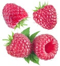 Collection of ripe raspberries with raspberry leaves. Royalty Free Stock Photo