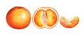 Collection of ripe watercolor tangerines isolated on white background. Hand drawn botanical illustration.