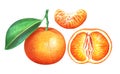 Collection of ripe watercolor tangerines isolated on white background.