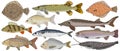 Collection of river and sea fish hand drawn, isolated. Turbot and pike and flounder and perch and crucian carp and sturgeon, carp Royalty Free Stock Photo