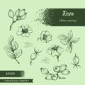 Collection of Rosa canina . Detailed hand-drawn sketches