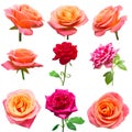 Collection rose flowers