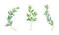 Collection of rosemary plant flowering twigs. Fragrant spice herb vector illustration