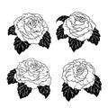 Collection of Roses Flower Hand Drawn