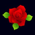 Collection roses on white background. Icon rose. Roses red Royalty Free Stock Photo