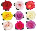 Collection Roses On White Background. Icon Rose. Roses Red, Beige, Purple, Pink, White, Coral, Yellow, Orange-yellow. 3d