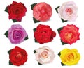 Collection roses on white background. Roses red, beige, purple, pink, white, coral, yellow, orange-yellow, red-yellow Royalty Free Stock Photo