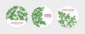 Collection of round labels with Miracle Tree or Moringa oleifera. Set of circular tags with medicinal plant used in