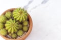 Collection of round small cactus or succulent green plant on white marble background with copy space