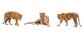 Collection, royal tiger P. t. corbetti isolated on white background clipping path included